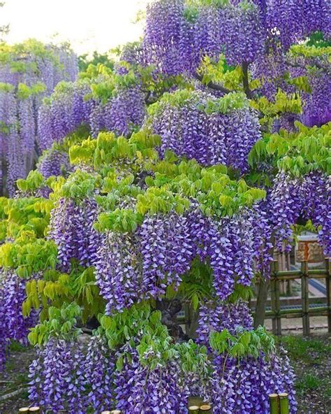 爬藤類的花|這7種爬藤植物，耐陰、好養、生長快，開花結果不耽。